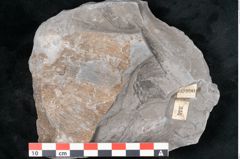 Foto (Detailansicht) von Asterophyllites sp.  (NHMW-GEO-2024-0188-10990)